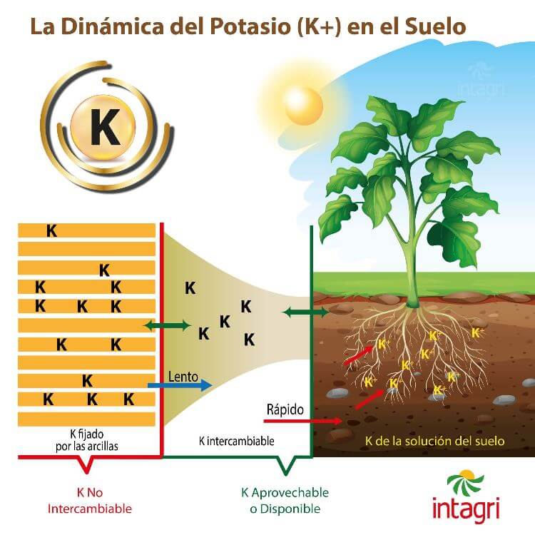 La Dinámica Del Potasio K En El Suelo Intagri Sc 4452